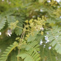 Albizia odoratissima (L.f.) Benth.